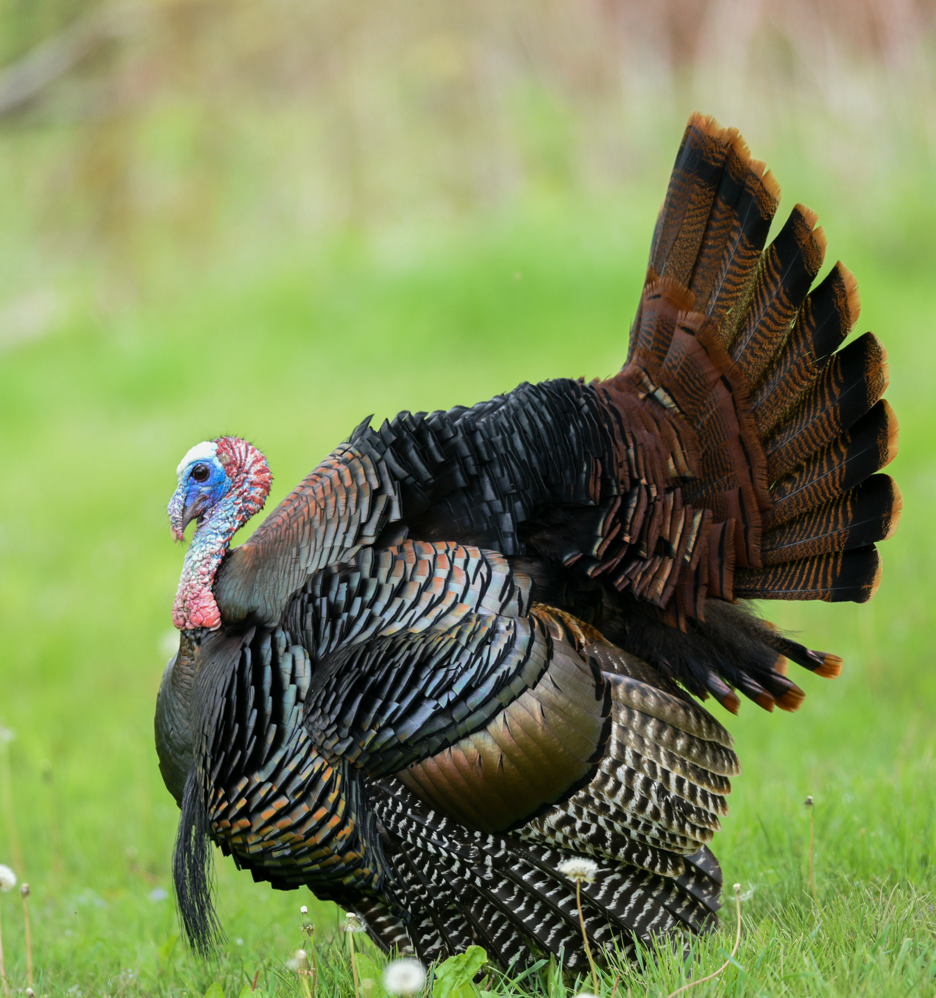 April brings Ohio's wild turkey season into focus